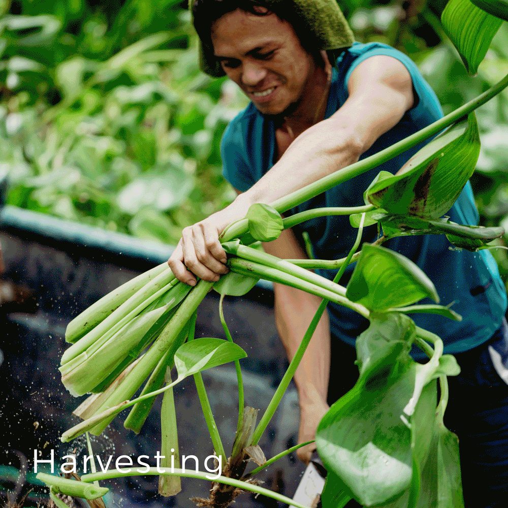 Hyacinth Process