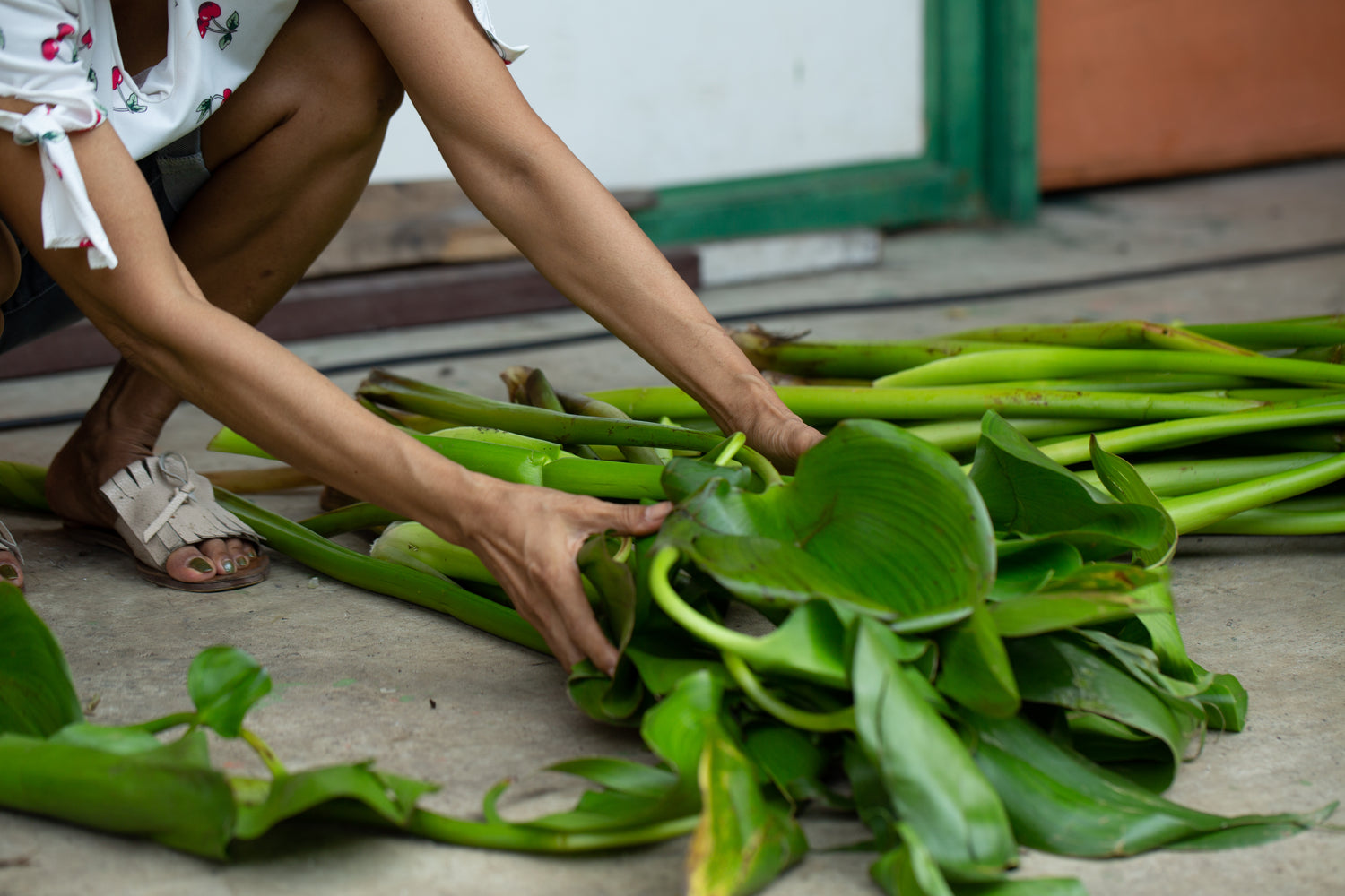 Person arranging water hyacinth on the floor.